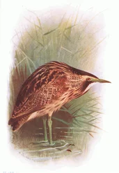 Roerdomp, uit Britse Vogels gepubliceerd door Longmans, 1932